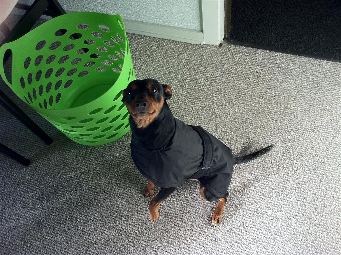 Dvaergpinscher Tyson - Tyson i sin nye regnjakke. :) billede 16
