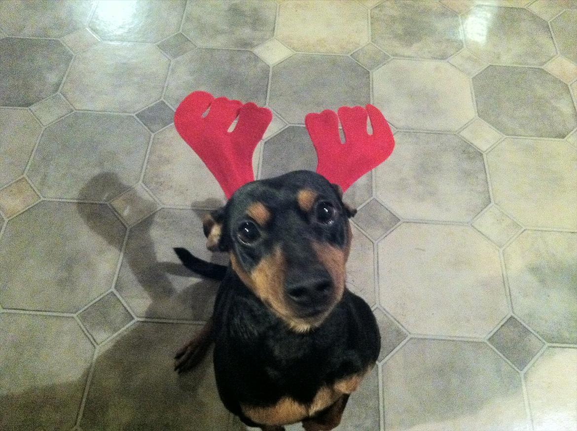 Dvaergpinscher Tyson - Julen 2011 billede 13