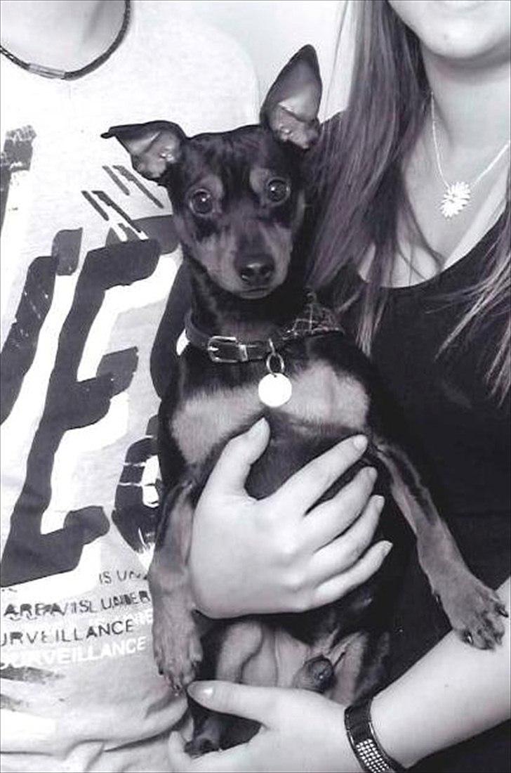 Dvaergpinscher Tyson - Fra vores julefoto 2010. billede 2