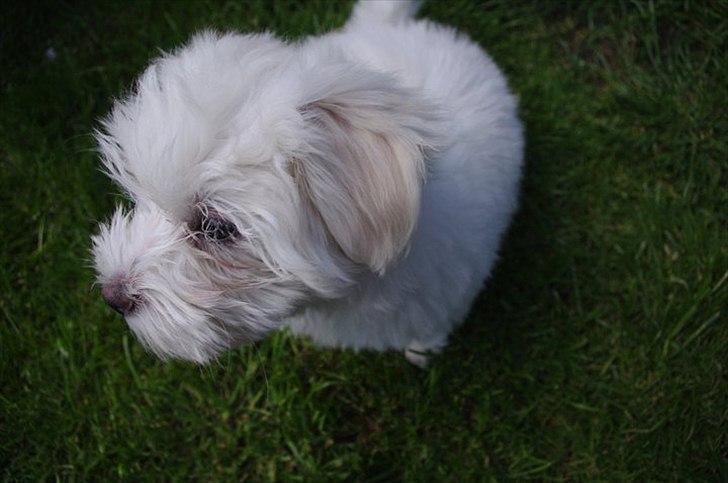 Coton de tulear Silke - 
Ca. 3 måneder gammel :) billede 2