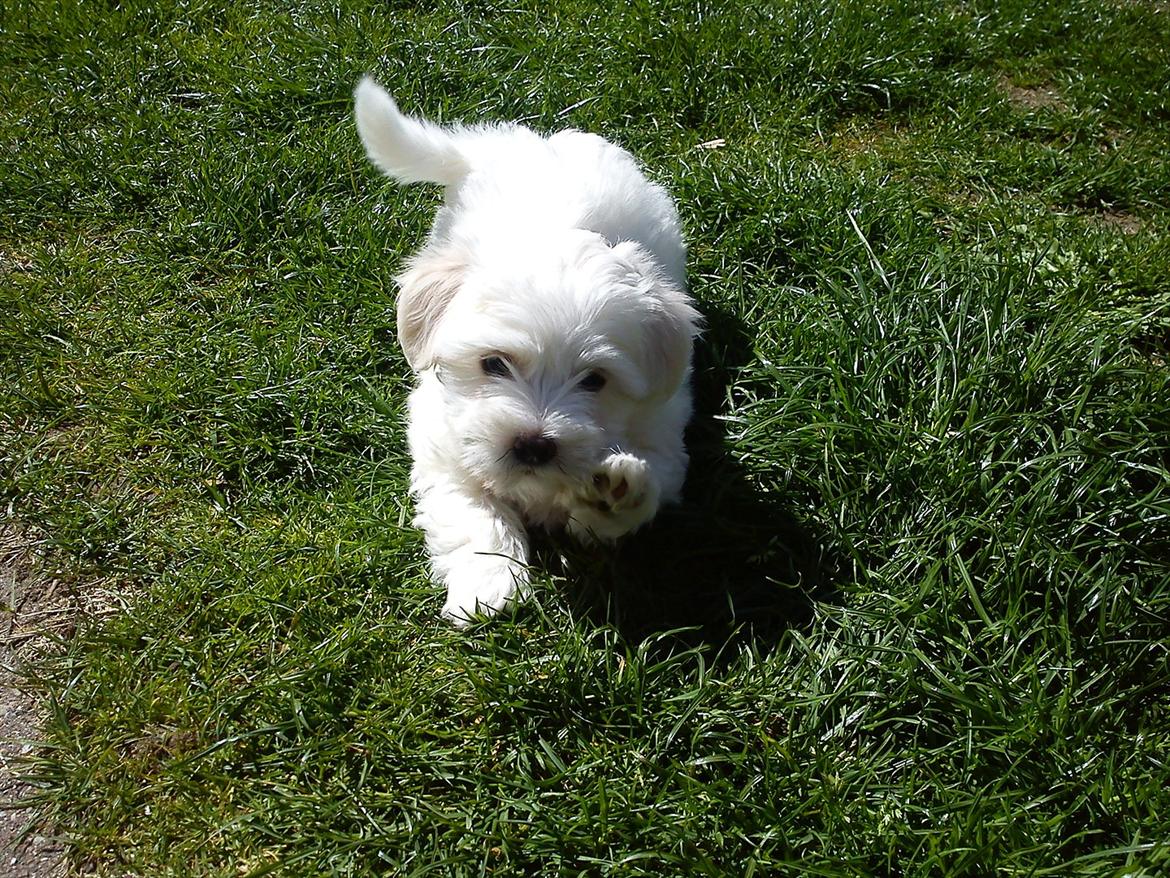 Coton de tulear Silke - 
Ca. 2 -3 måneder gammel :) billede 3