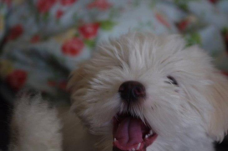 Coton de tulear Silke - Hun er simpelthen så fræk :D
Ca. 2 måneder gammel :) billede 4