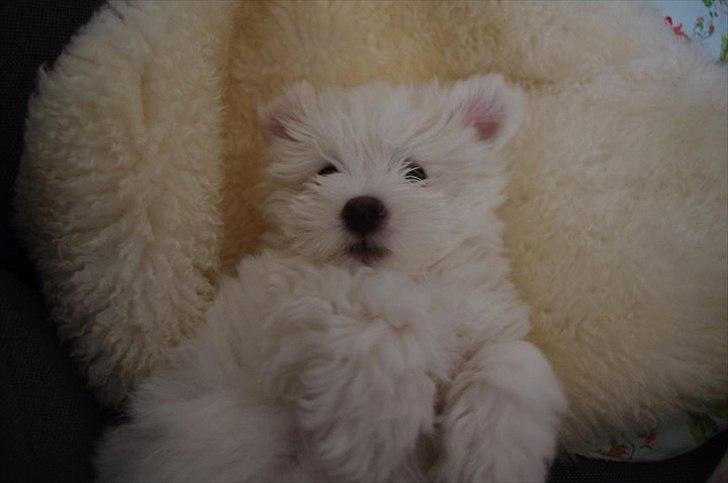 Coton de tulear Silke - Silke Musen på sit dejlige lammeskind :)
Ca. 2 - 3 måneder gammel :) billede 5
