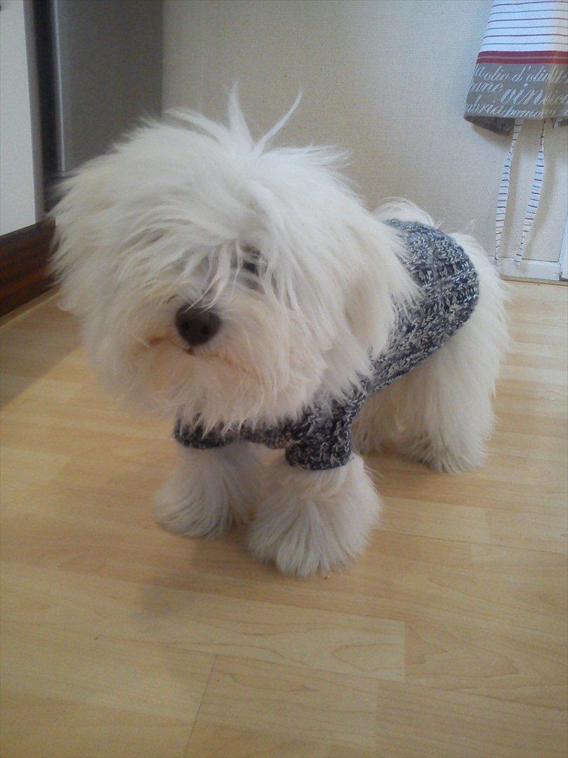 Coton de tulear Silke - Silke skulle lige prøve den trøje Oldemor har strikket til hende :)
Ca. 7 måneder gammel :) billede 6