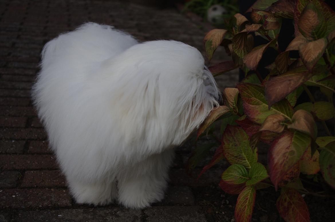 Coton de tulear Silke - 
8 måneder gammel :) billede 7