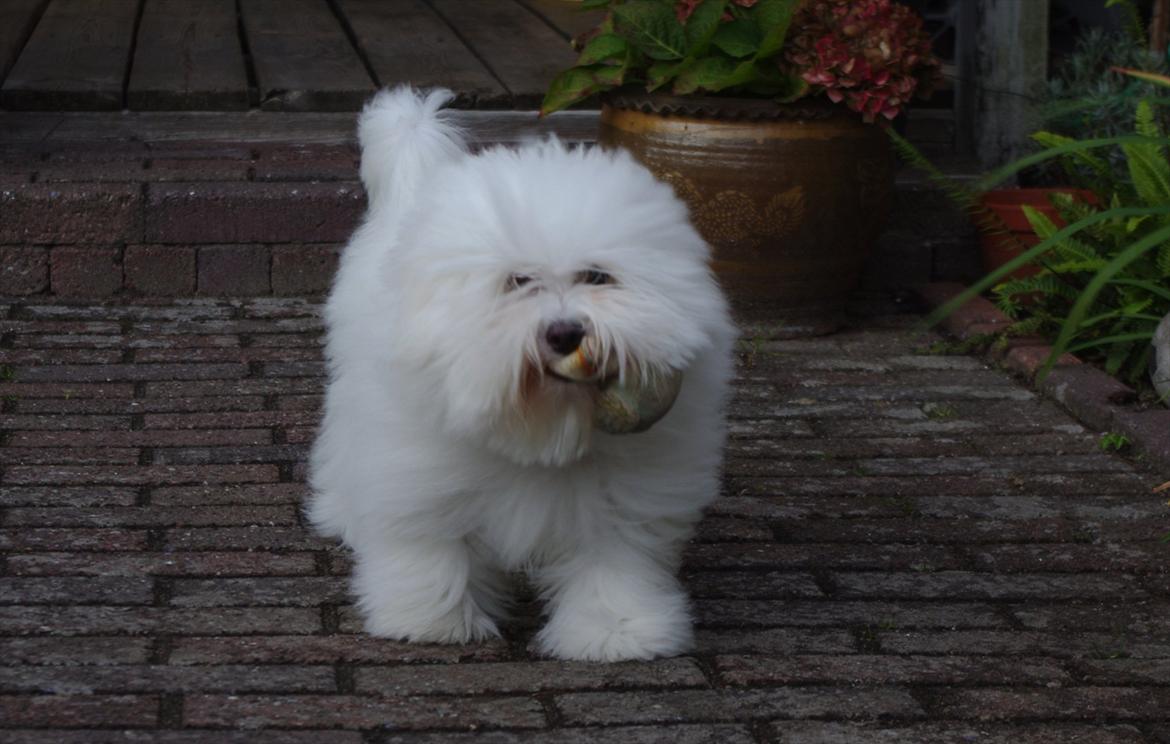 Coton de tulear Silke - 
8 måneder gammel :) billede 8