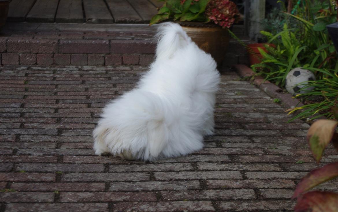 Coton de tulear Silke - 
8 måneder gammel :) billede 9