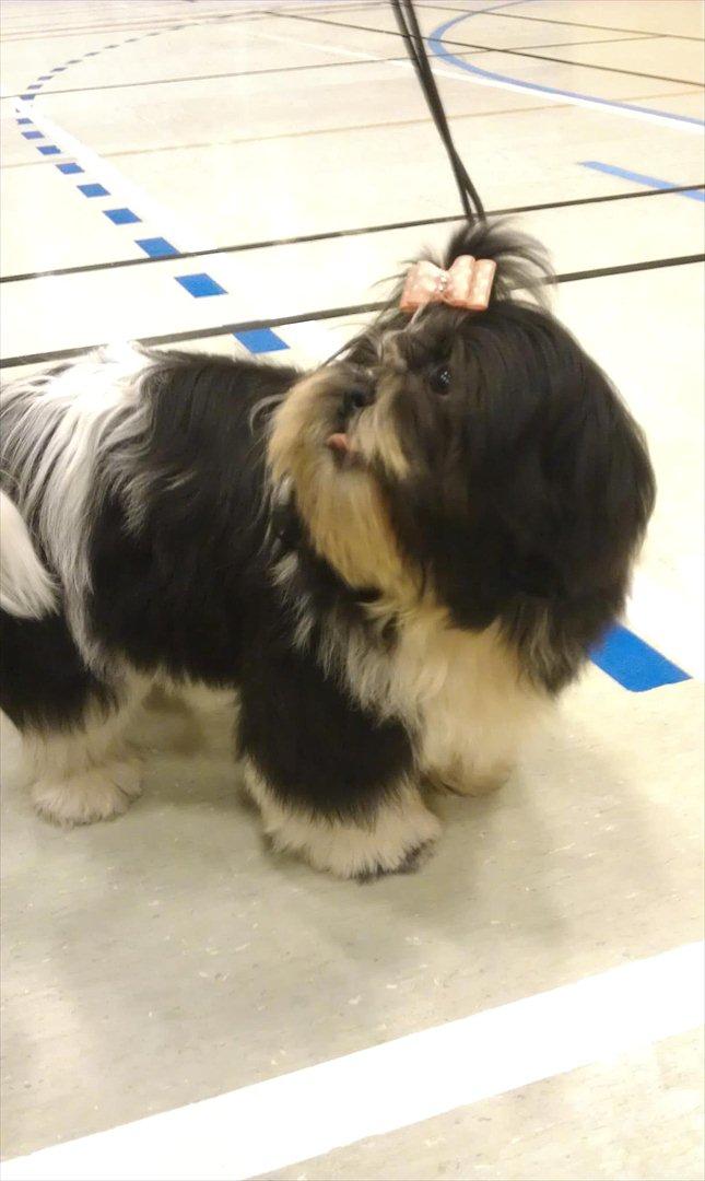 Shih tzu Flindt´s Born To Beauty (Bumle) - Bum Bum på juleudstilling December 2011 billede 6
