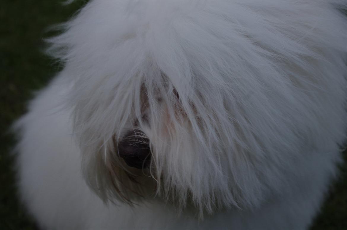 Coton de tulear Silke - Smukke hund <3
8 måneder gammel :) billede 10