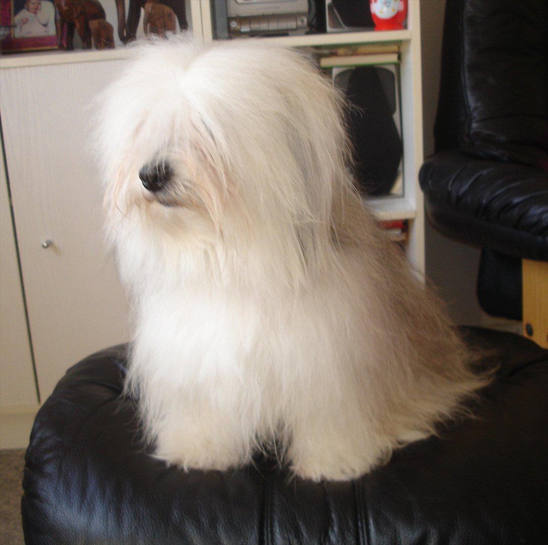 Coton de tulear Jasmin billede 1