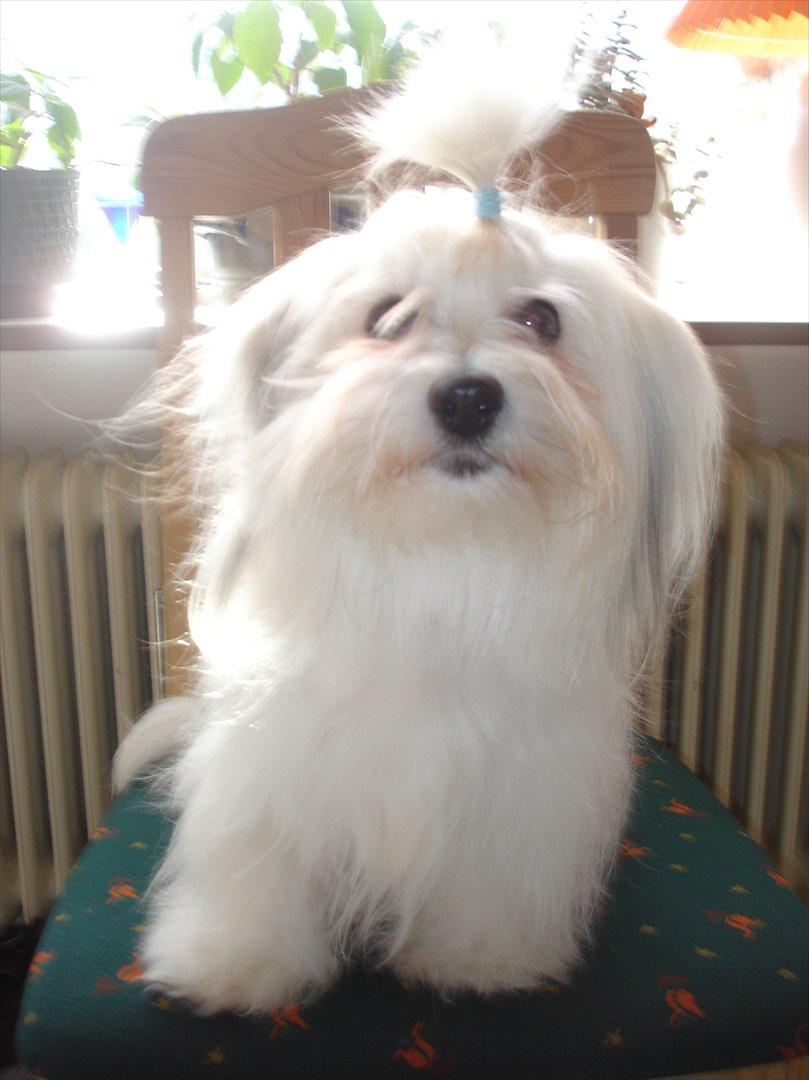 Coton de tulear Jasmin billede 2