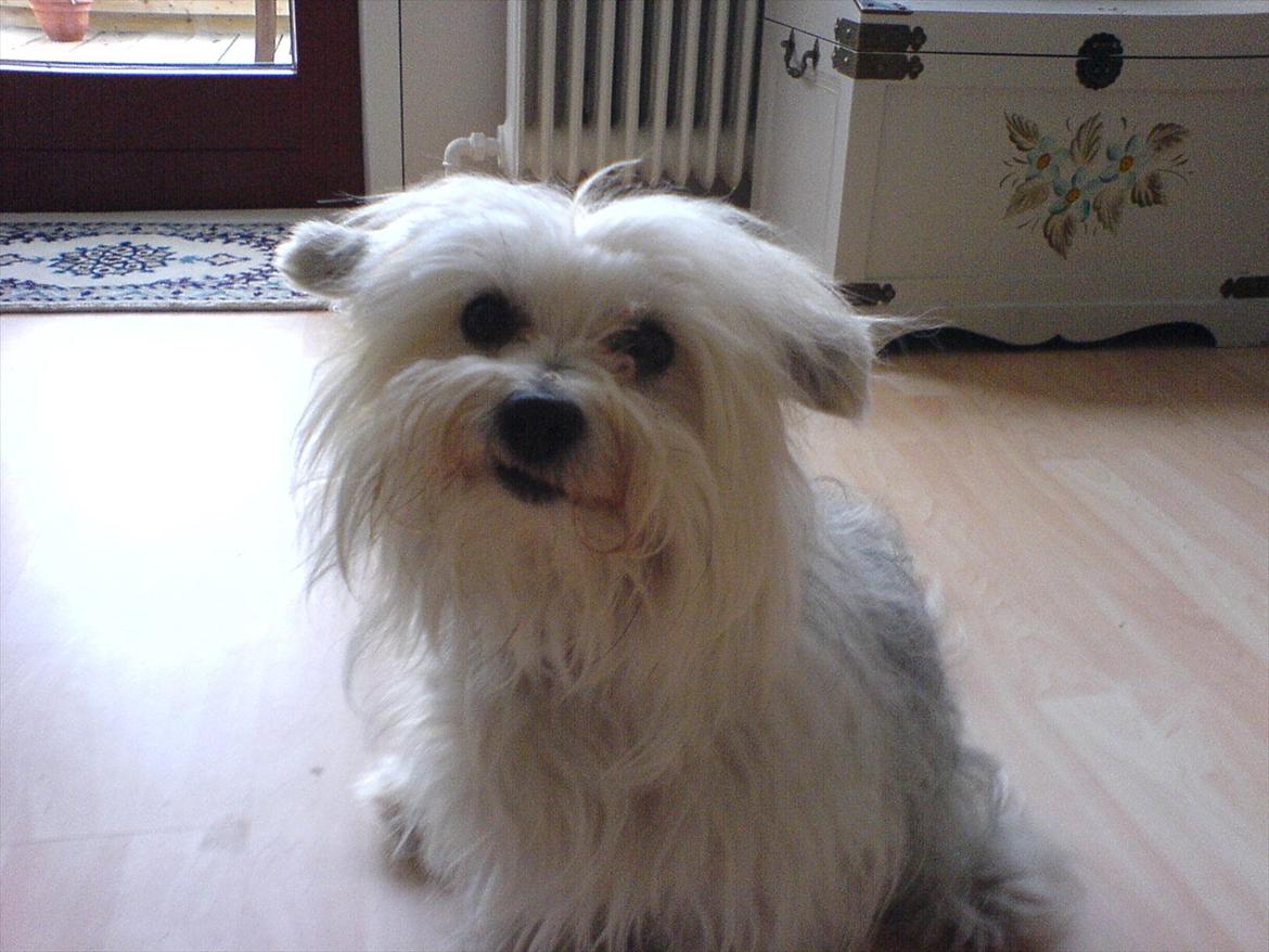 Coton de tulear Jasmin billede 3