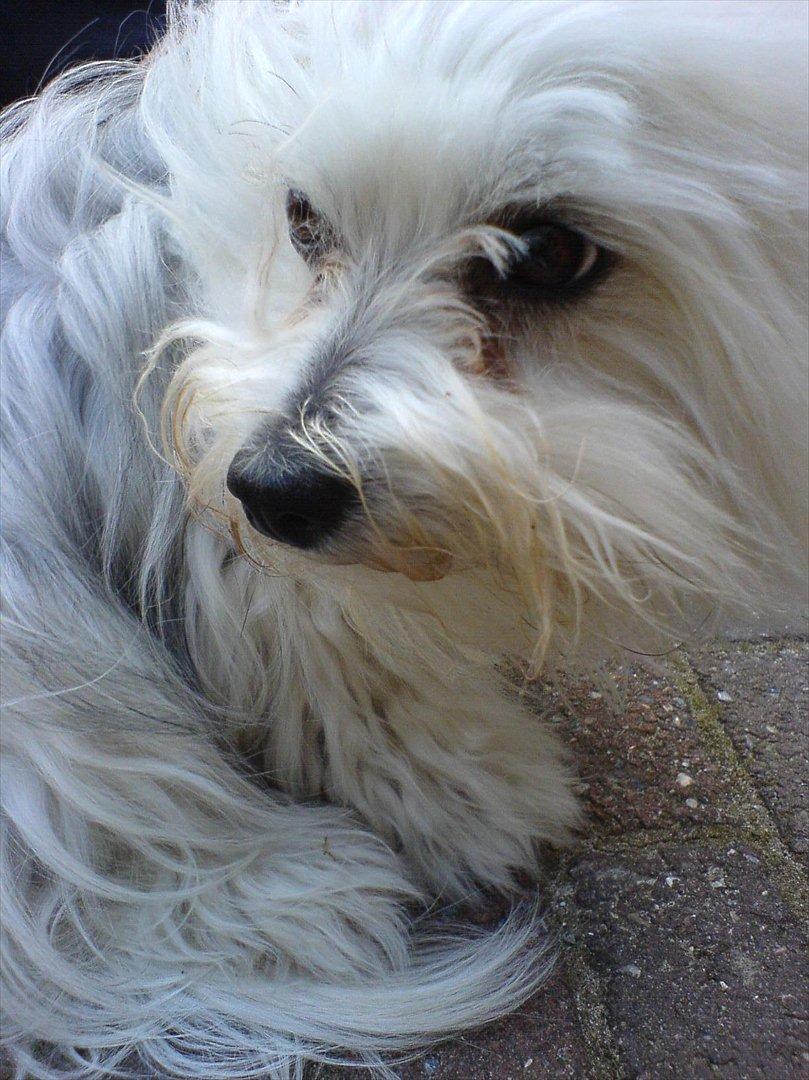 Coton de tulear Jasmin billede 4