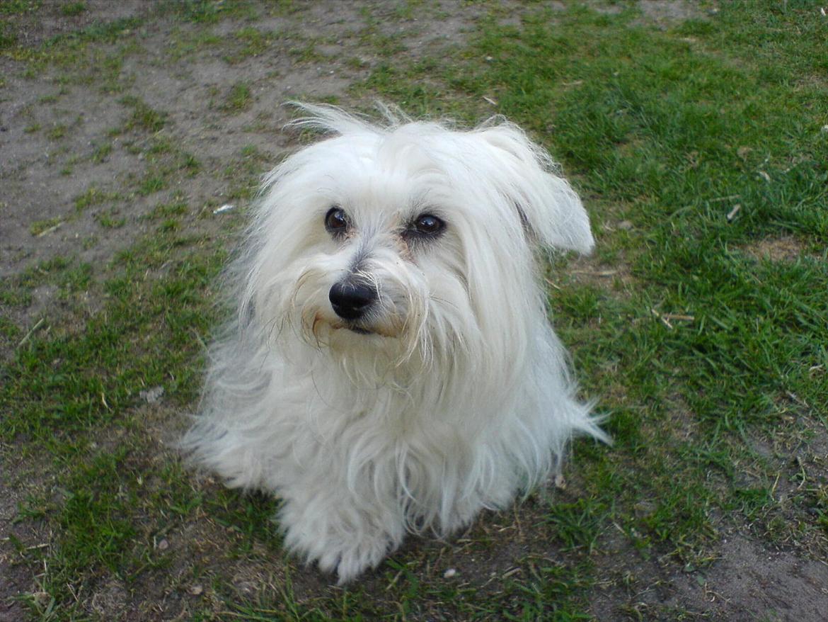 Coton de tulear Jasmin billede 5