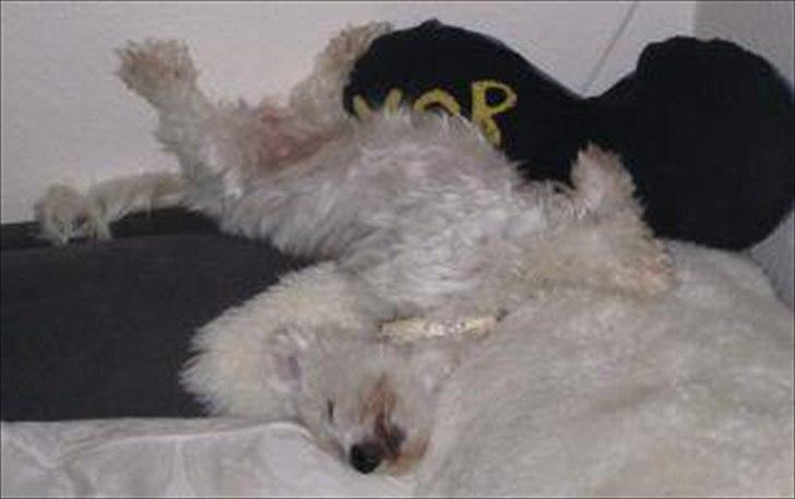 Coton de tulear Jasmin billede 6