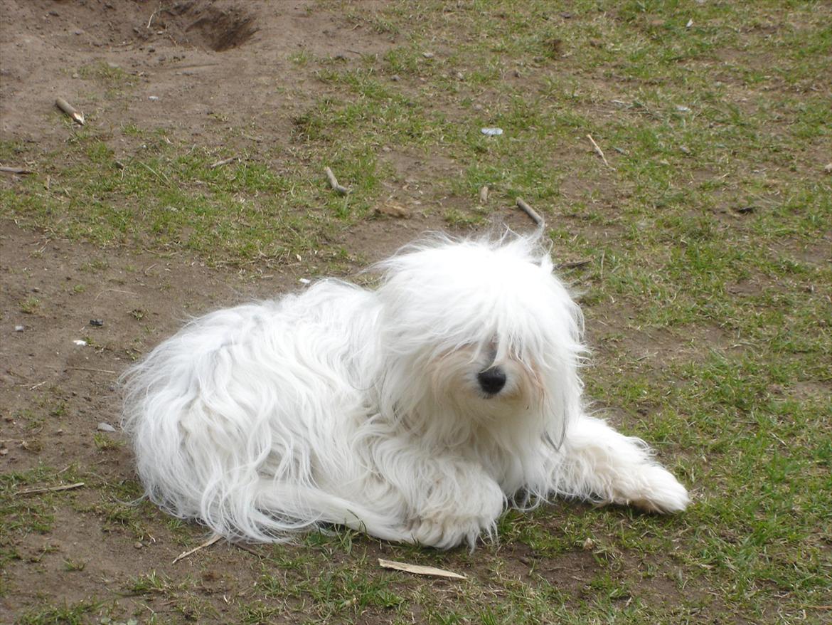 Coton de tulear Jasmin billede 7