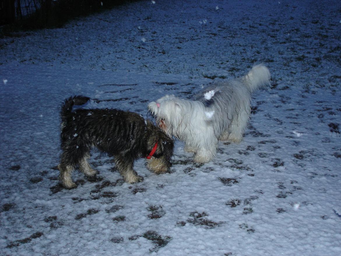 Coton de tulear Jasmin billede 10