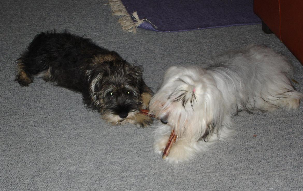 Coton de tulear Jasmin billede 11