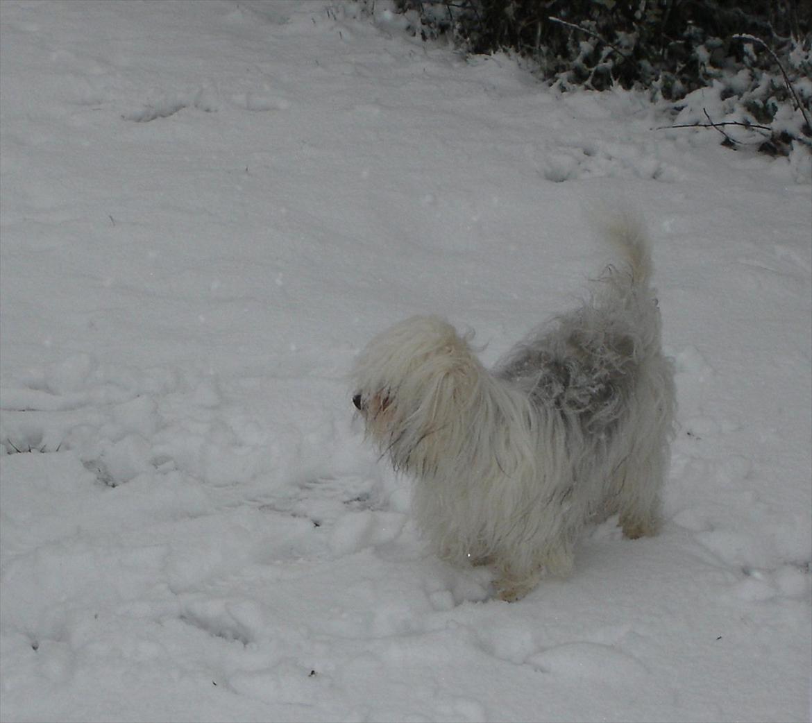 Coton de tulear Jasmin billede 12