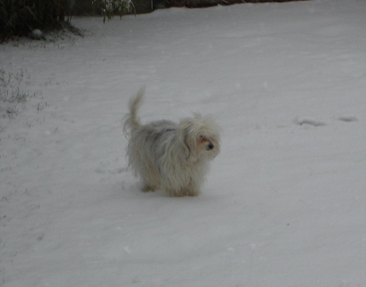 Coton de tulear Jasmin billede 13