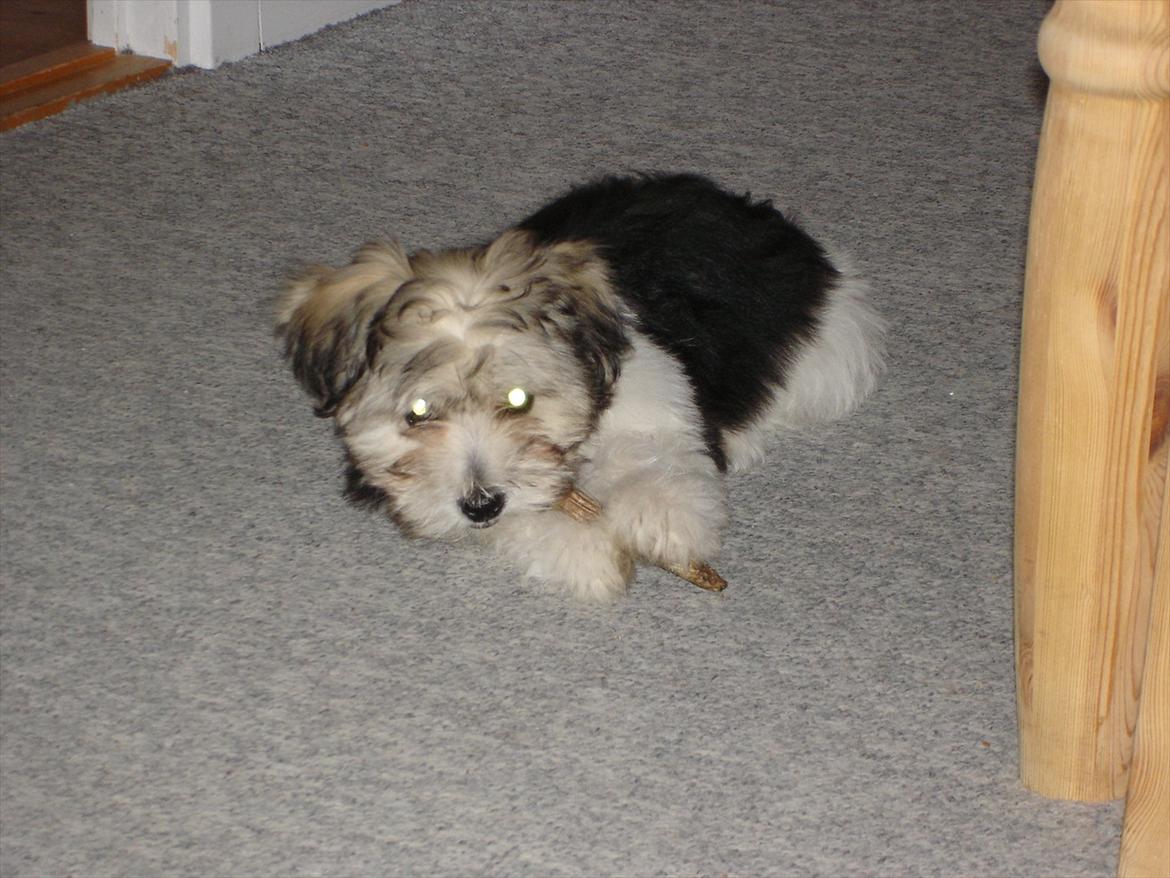 Coton de tulear Jasmin billede 14