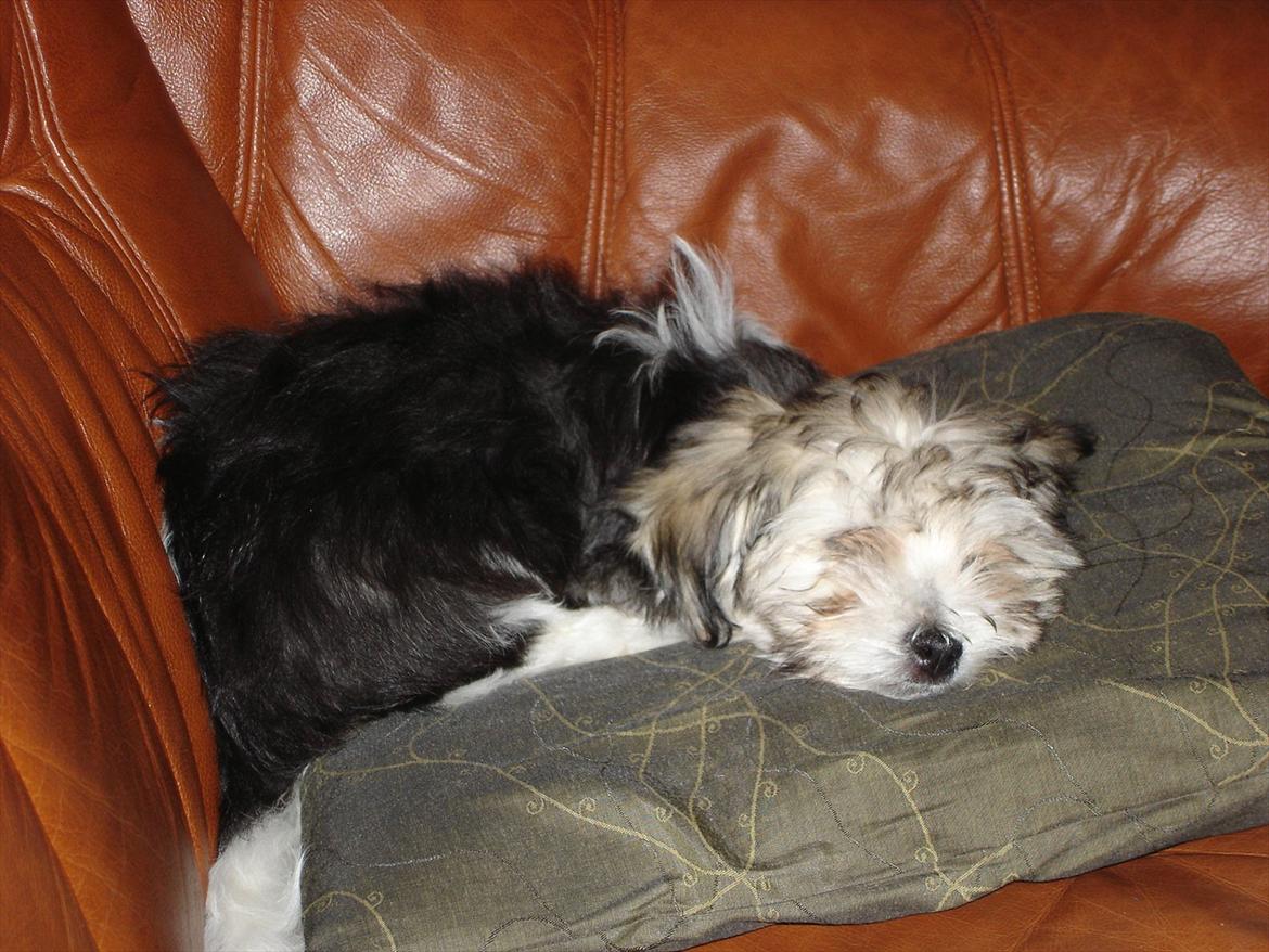 Coton de tulear Jasmin billede 15