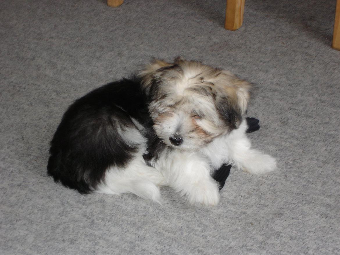 Coton de tulear Jasmin billede 16