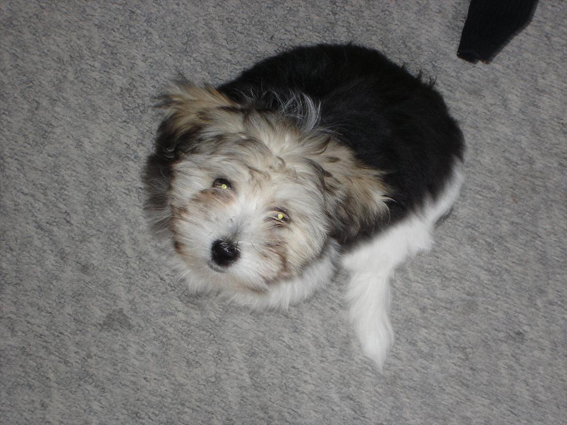 Coton de tulear Jasmin billede 17