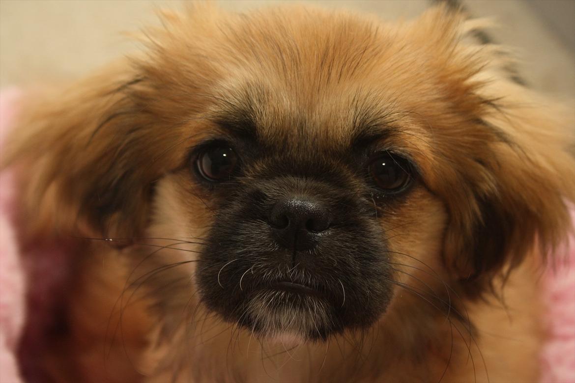 Tibetansk spaniel / Pekingeser - Kelly billede 17