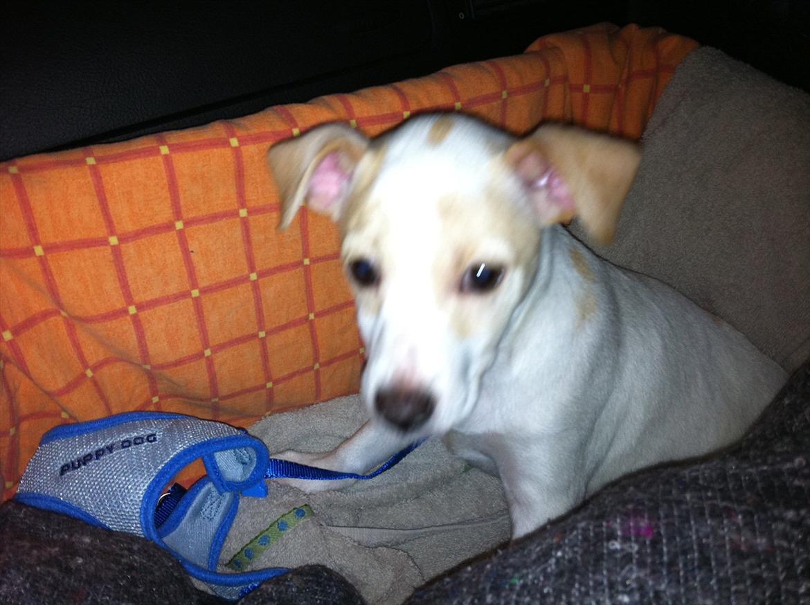 Dansk svensk gaardhund Curtis - På vej hjem .. billede 4