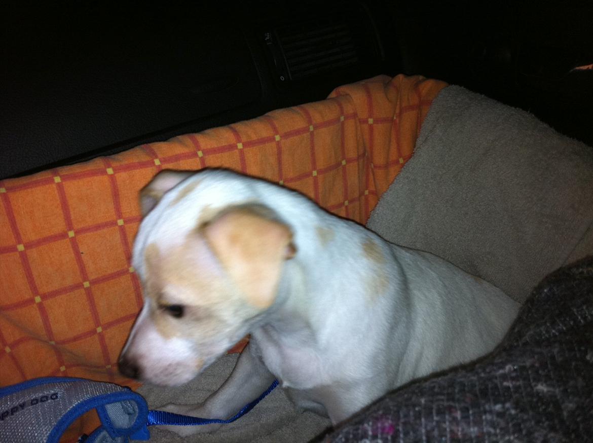 Dansk svensk gaardhund Curtis - lige blevet hente .. billede 5