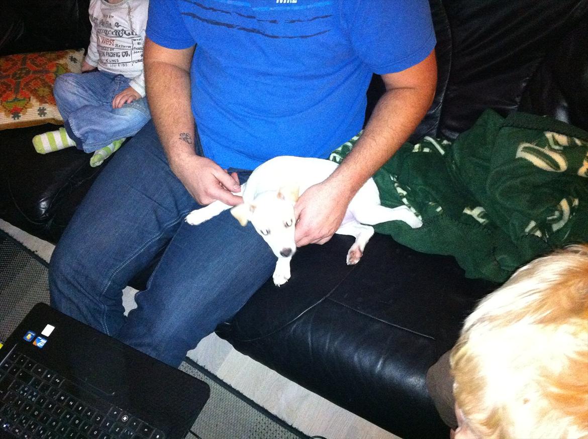 Dansk svensk gaardhund Curtis - Hygger med min far ;) billede 6