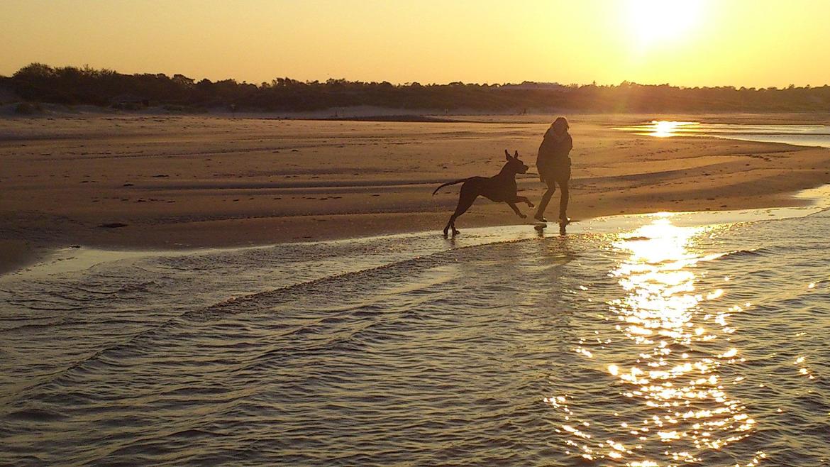 Grand danois Julius - Julius og Oline ved stranden billede 15