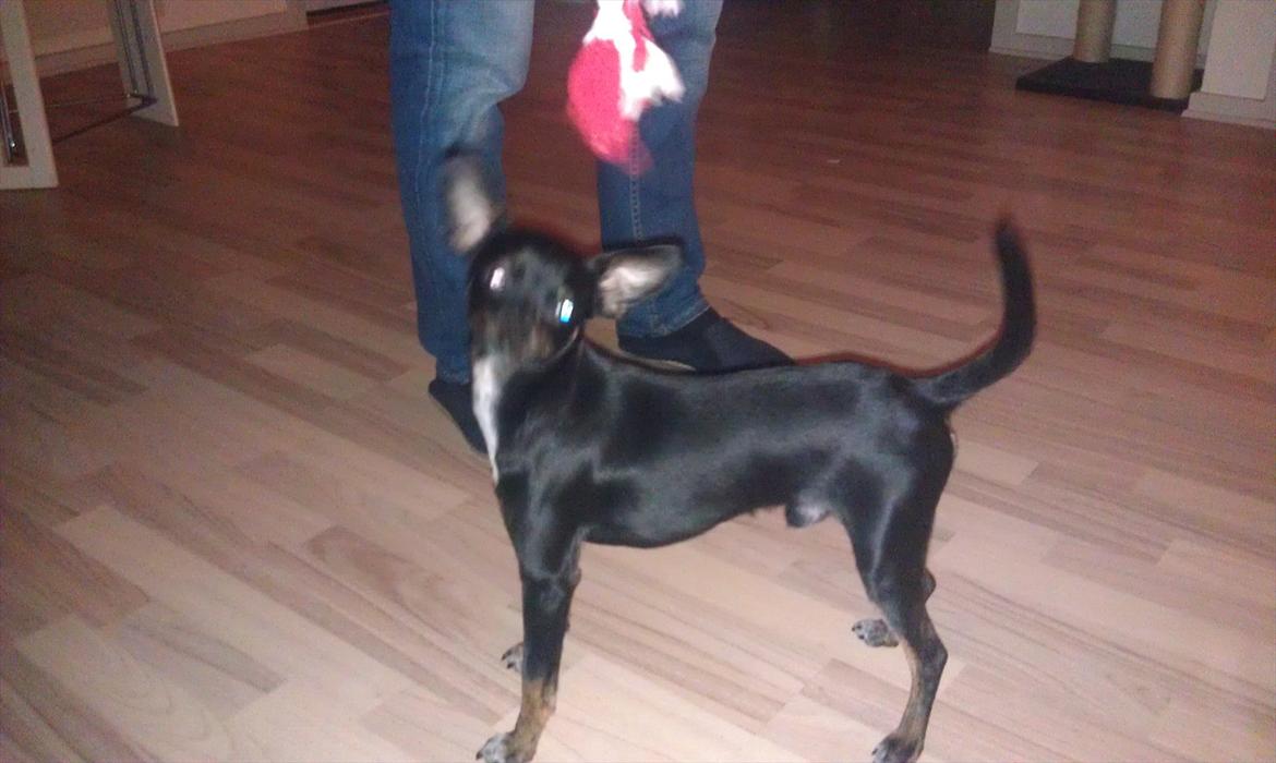 Blanding af racer Kenzo billede 12