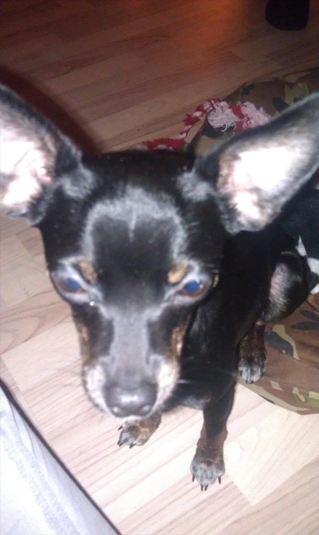 Blanding af racer Kenzo billede 13