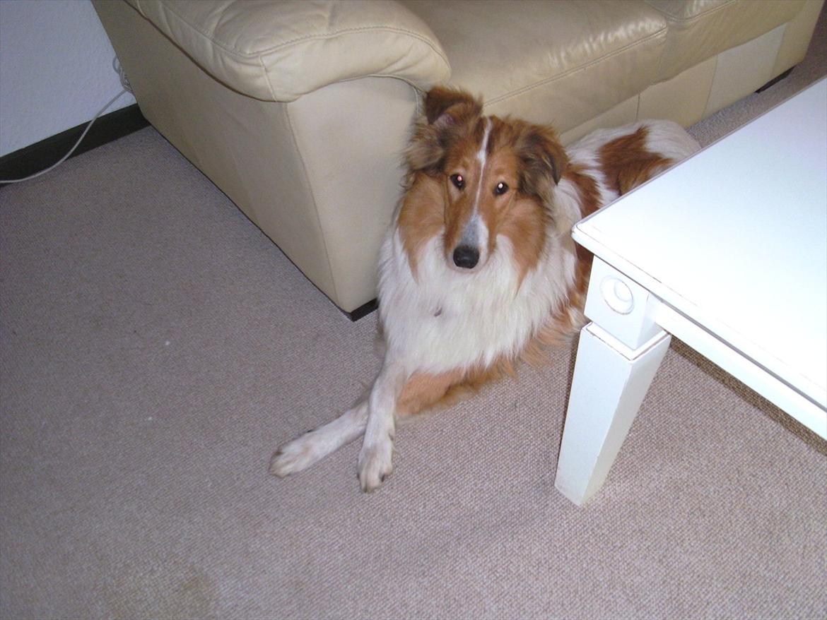 Collie langhåret Fie billede 1