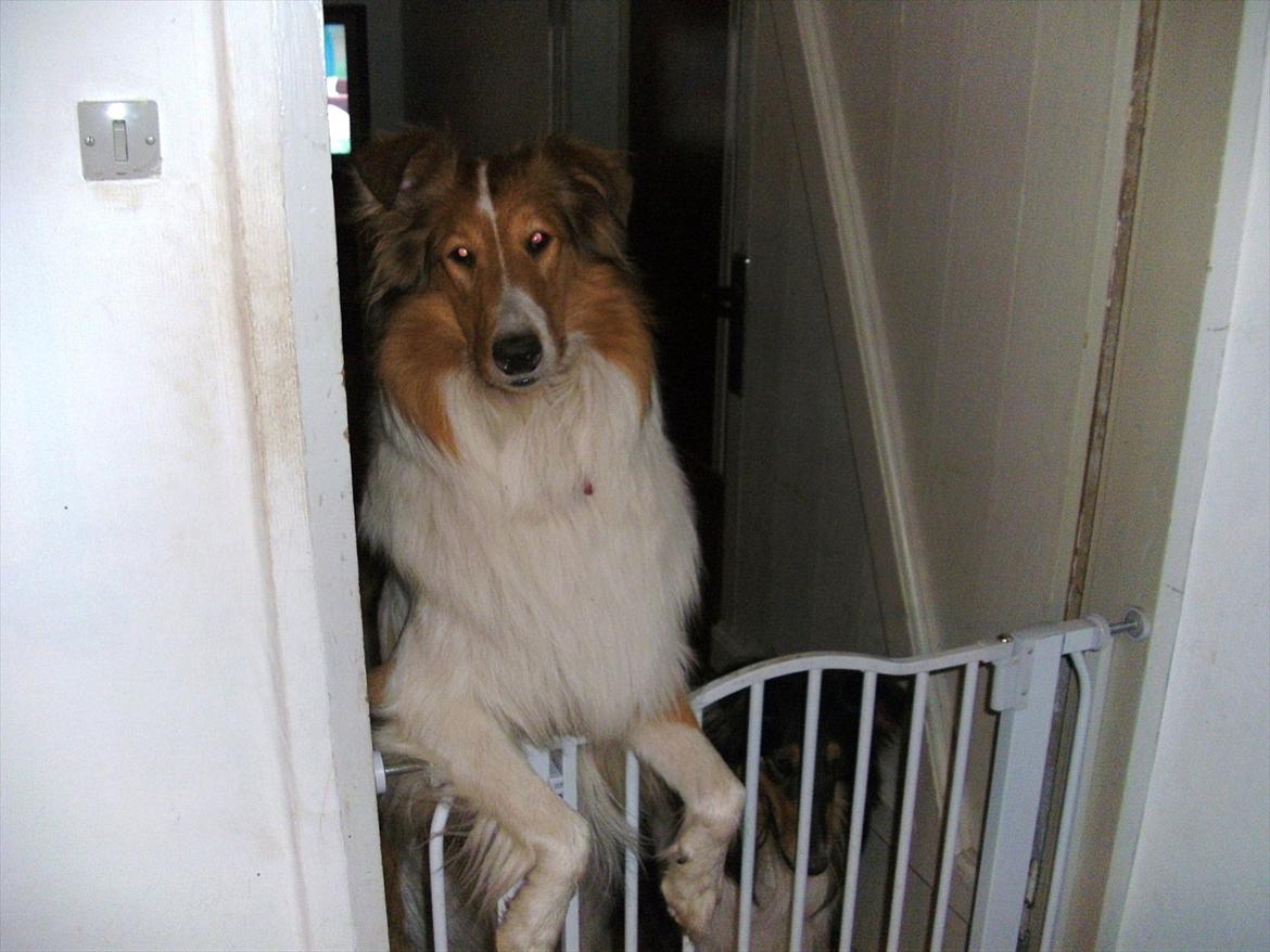 Collie langhåret Fie billede 2