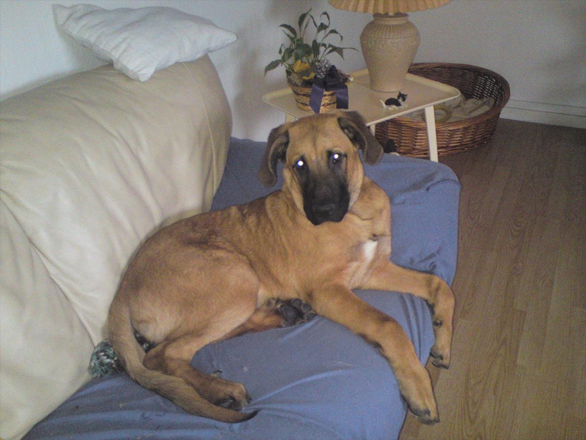 Broholmer bruno billede 13