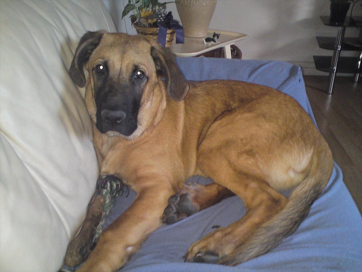 Broholmer bruno billede 14