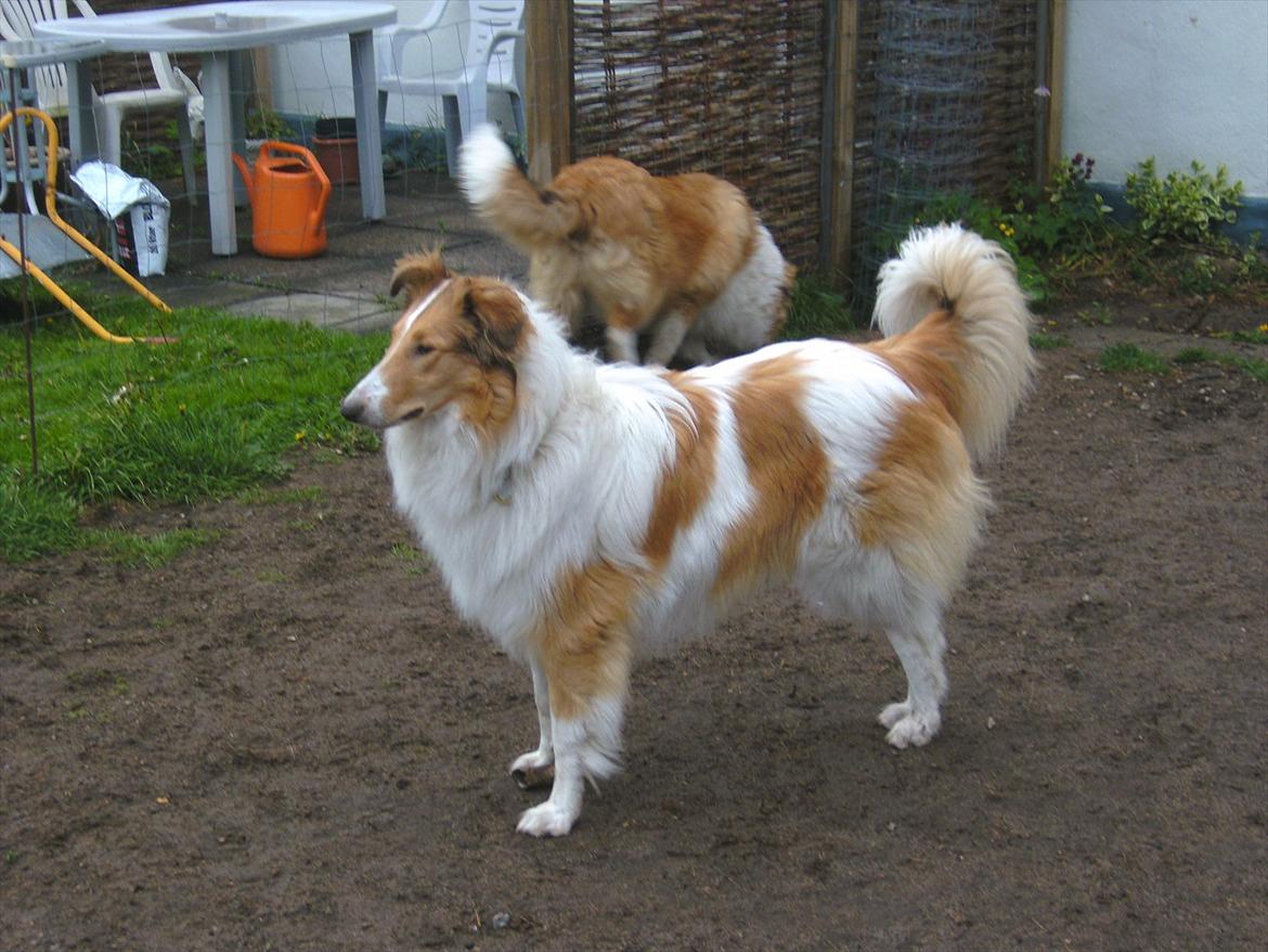 Collie langhåret Fie billede 3