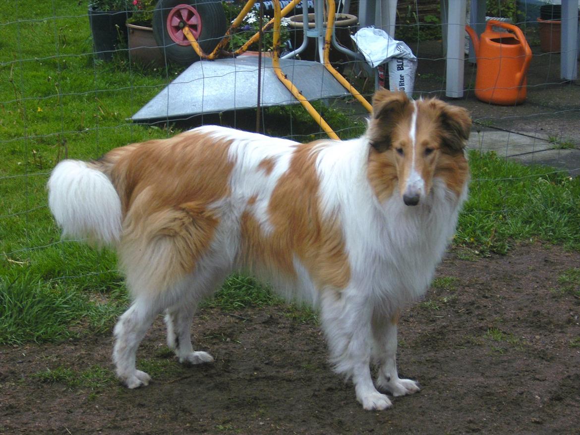 Collie langhåret Fie billede 4