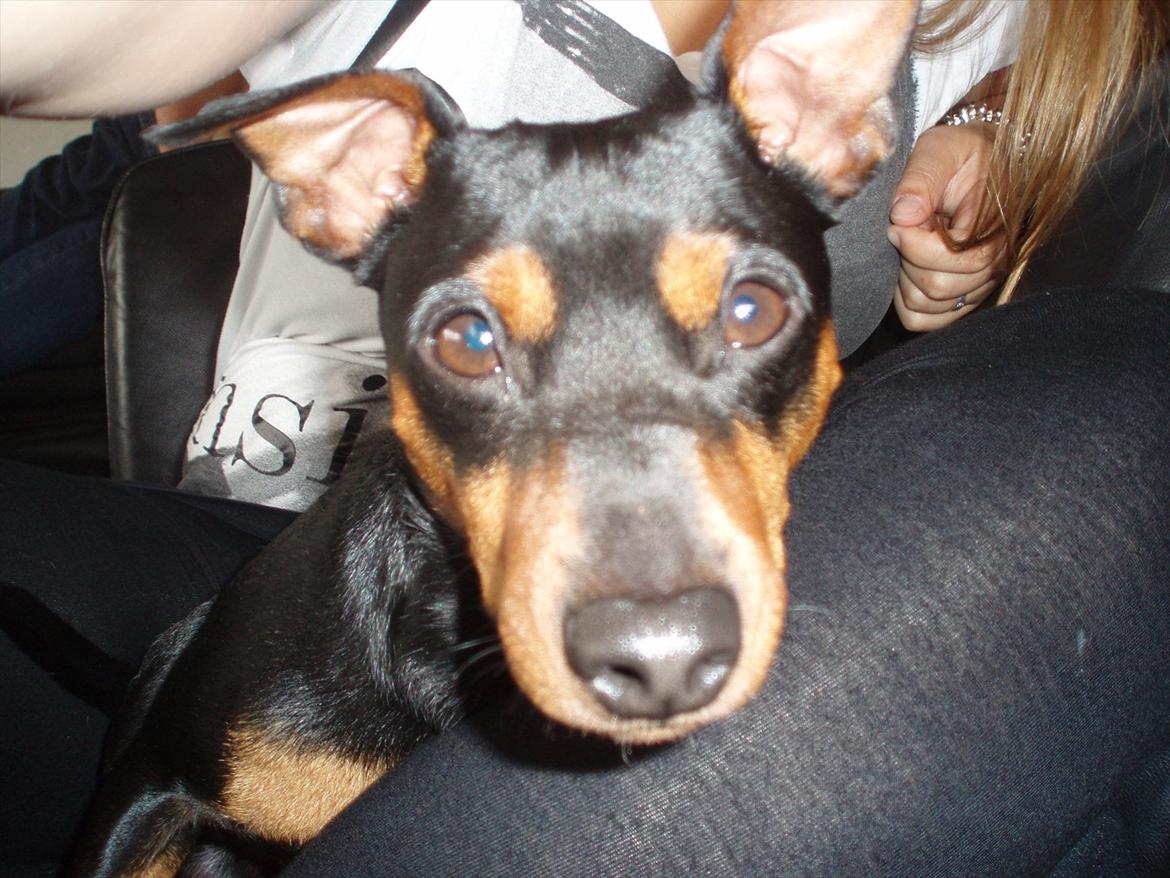 Dvaergpinscher Tyson - sommerferien 2011 - Vores lille fis ;) billede 1