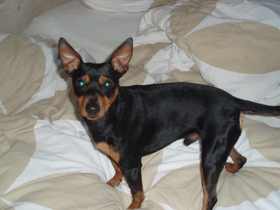 Dvaergpinscher Tyson - Sommerferie 2011 billede 14