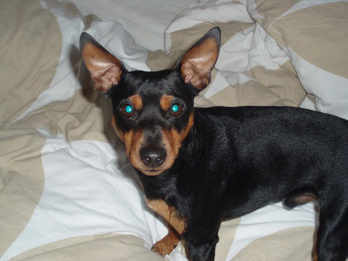 Dvaergpinscher Tyson - Sommerferie 2011 billede 15