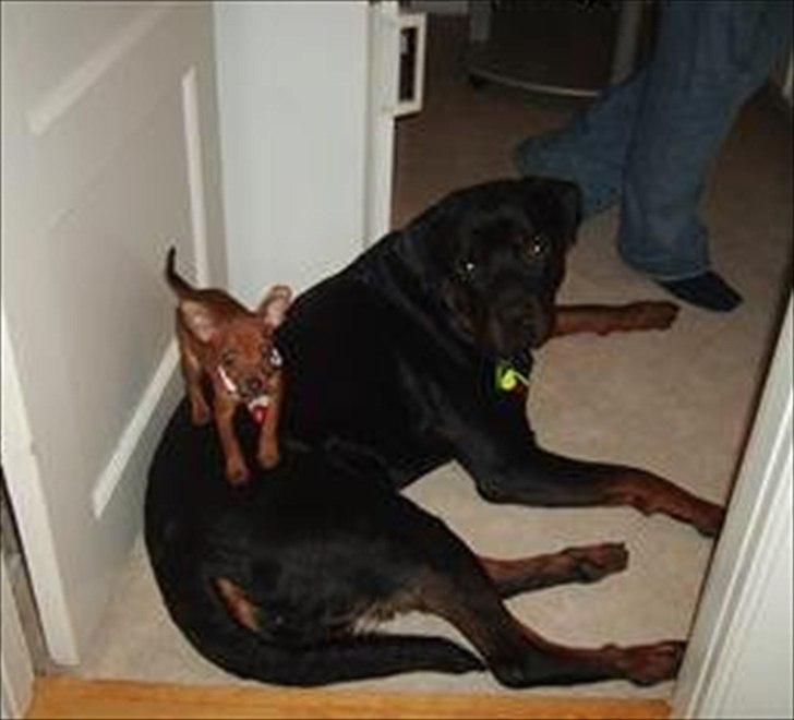 Dvaergpinscher Hera - Her er Hera ca. 1/2 år. 
Hun står på sin "storebror" og tro følgesvend Adrian :-)
Billedet er desværre ikke af fantastisk kvalitet, men jeg elsker bare det billede fordi Hera er hvalp derpå og fordi at man kan se hvor stor en forskel, der er på størrelser billede 3