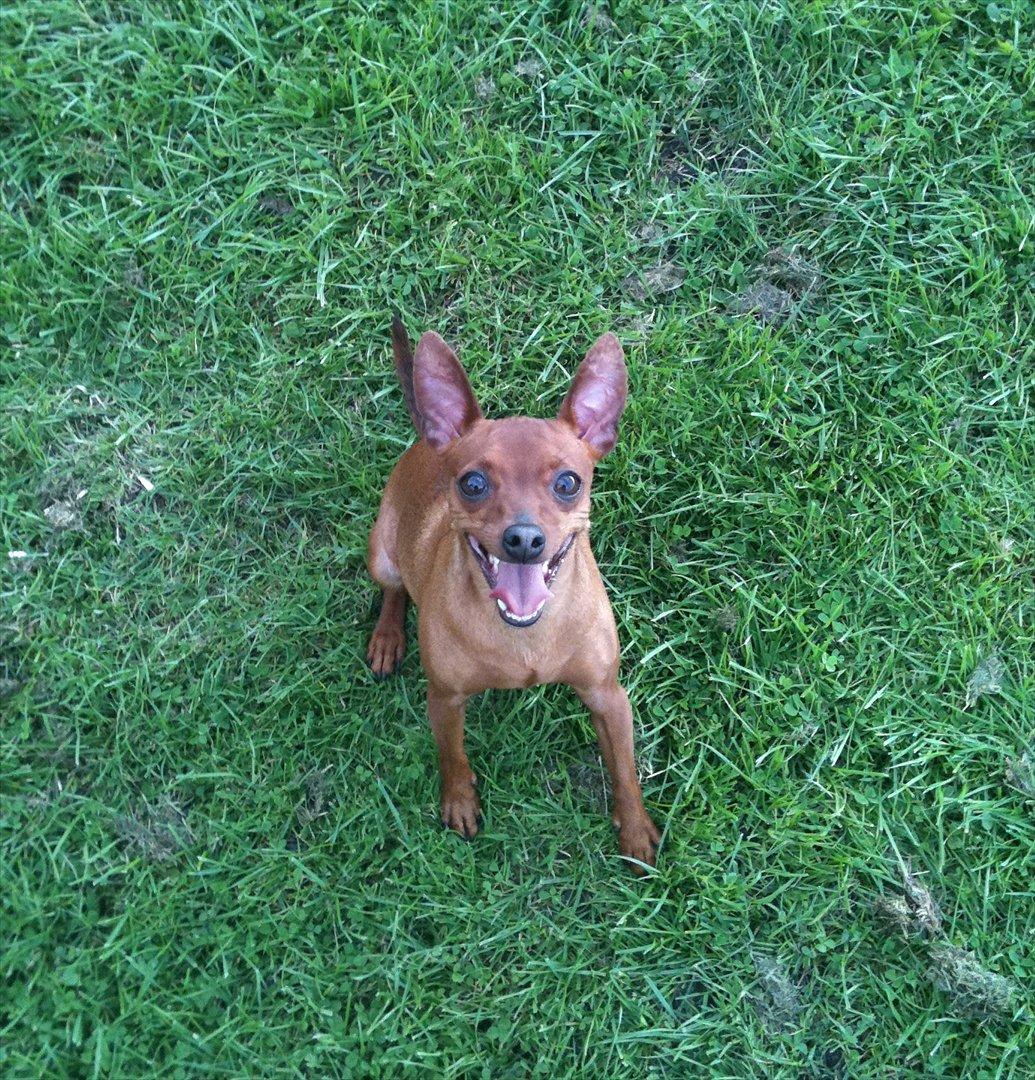 Dvaergpinscher Hera - Når Hera er rigtig glad og i hopla, så ser hun sådan ud :-) 
 billede 2