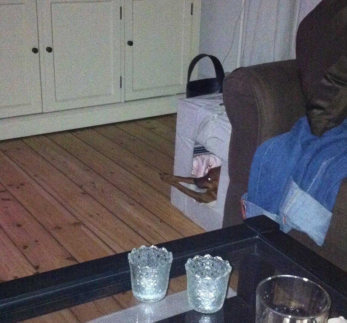 Dvaergpinscher Hera - Min søde nabo har bygget et lille hus til Hera, som står i vores stue. Inde i huset er der dyne og tæppe og hun elsker at hygge derinde.  billede 4