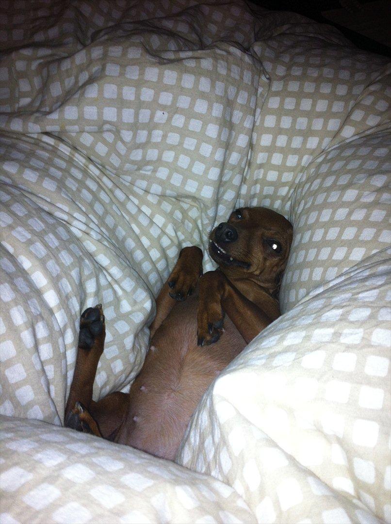 Dvaergpinscher Hera - Dette er typisk Hera!
Det bedste hun ved, er når vi tager dynen ind i stuen og at hun så kan få lov til at komme op og blive nusset. Hun er en rigtig kælepotte ;-) billede 5