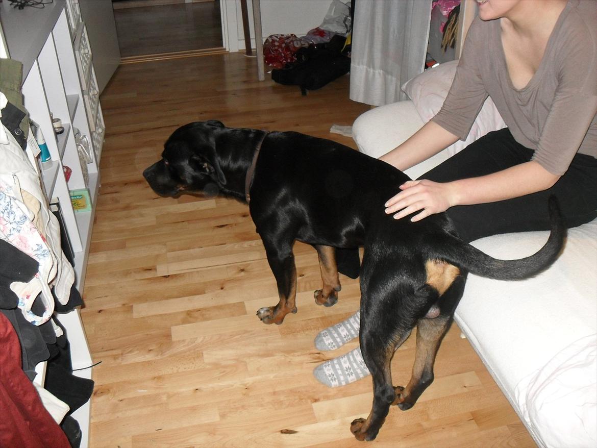 Blanding af racer Charley - Charley :* billede 6