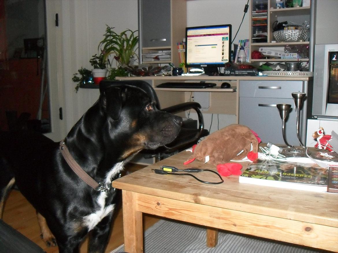 Blanding af racer Charley - Smukke hund :) billede 8